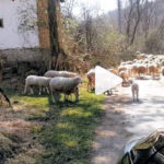 ovce_stado_vanek_31032019_osijeknews