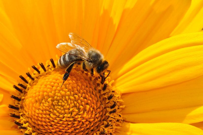 U Vinkovcima 15. i 16. ožujka Pčelarski dani