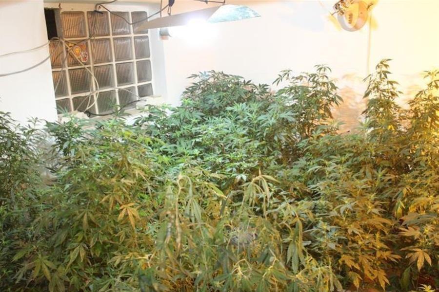 Policija pronašla drogu i laboratorij za uzgoj marihuane