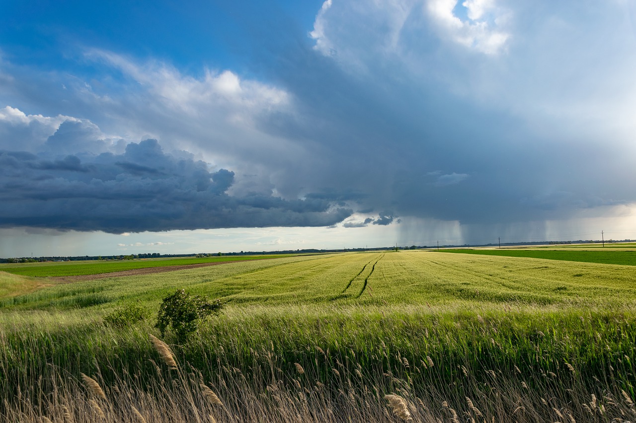 Žetva pšenice – imamo li je dovoljno?