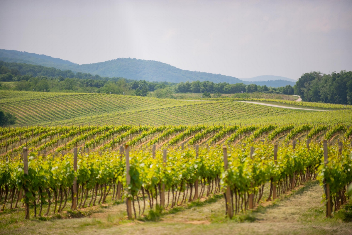 Feričanačka vina i ove godine u vrhu svjetske vinske scene