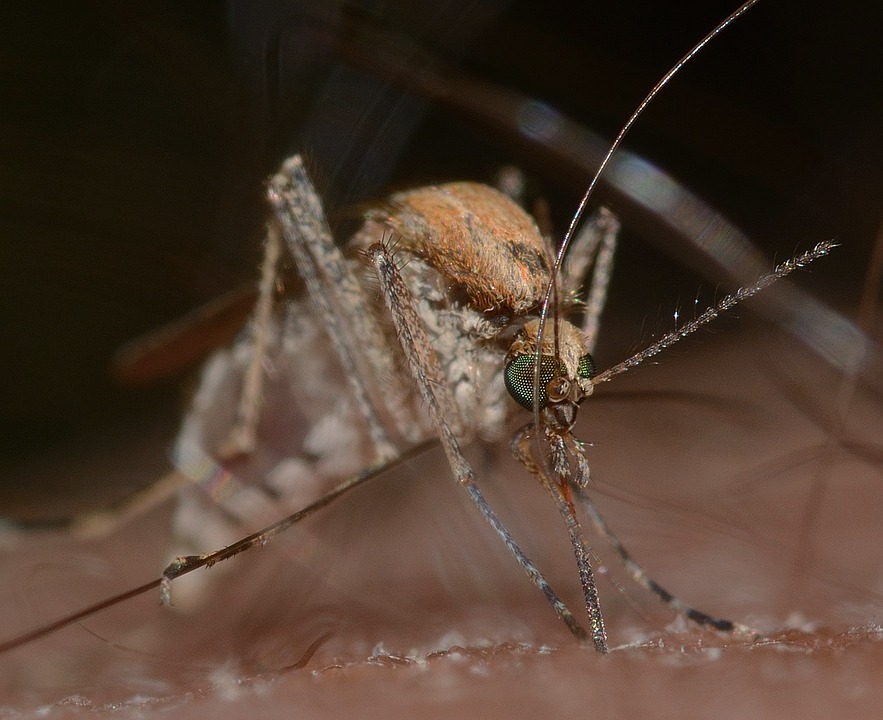 Vlašić Iljkić: “Jedinice lokalne samouprave nemaju financijska sredstva za tretiranje komaraca i to je pitanje koje je potrebno dići na višu razinu”
