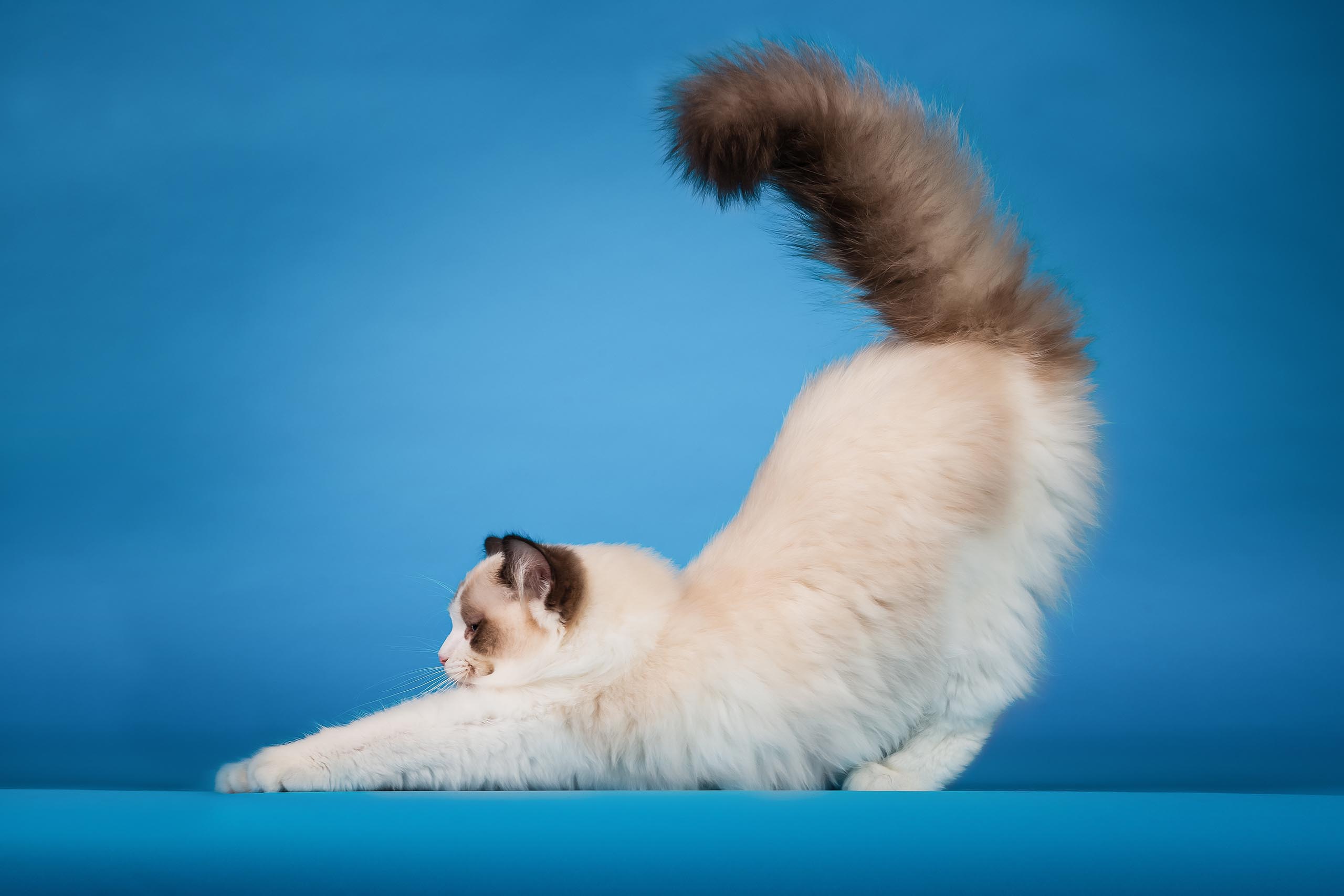[FOTO] Svjetska četveronožna dlakava elita u Karlovcu na WCF Svjetskom izboru za najljepšu mačku 